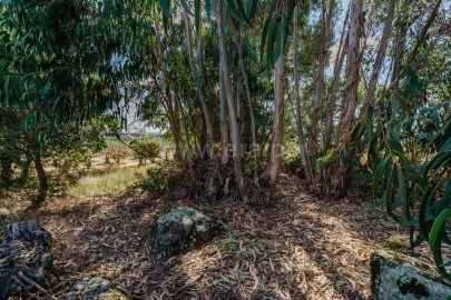Terreno para Venda em Vale de Prazeres e Mata da Rainha