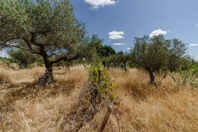 Terreno para Venda em Vale de Prazeres e Mata da Rainha