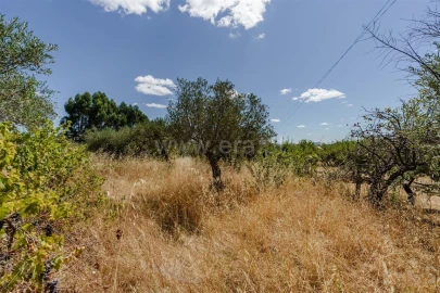 Terreno para Venda em Vale de Prazeres e Mata da Rainha