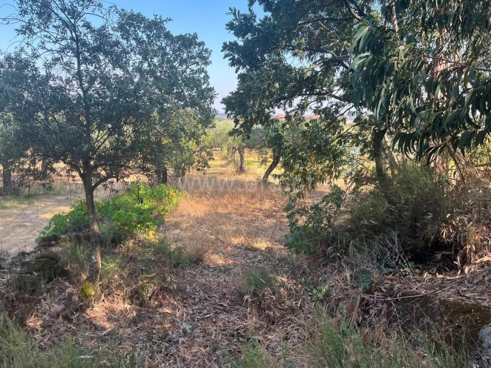 Terreno para Venda em Vale de Prazeres e Mata da Rainha Foto 15