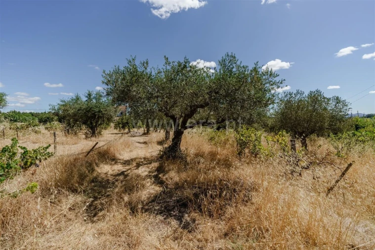 Terreno para Venda em Vale de Prazeres e Mata da Rainha Foto 9
