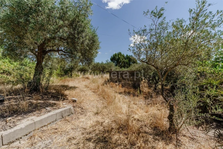 Terreno para Venda em Vale de Prazeres e Mata da Rainha Foto 6