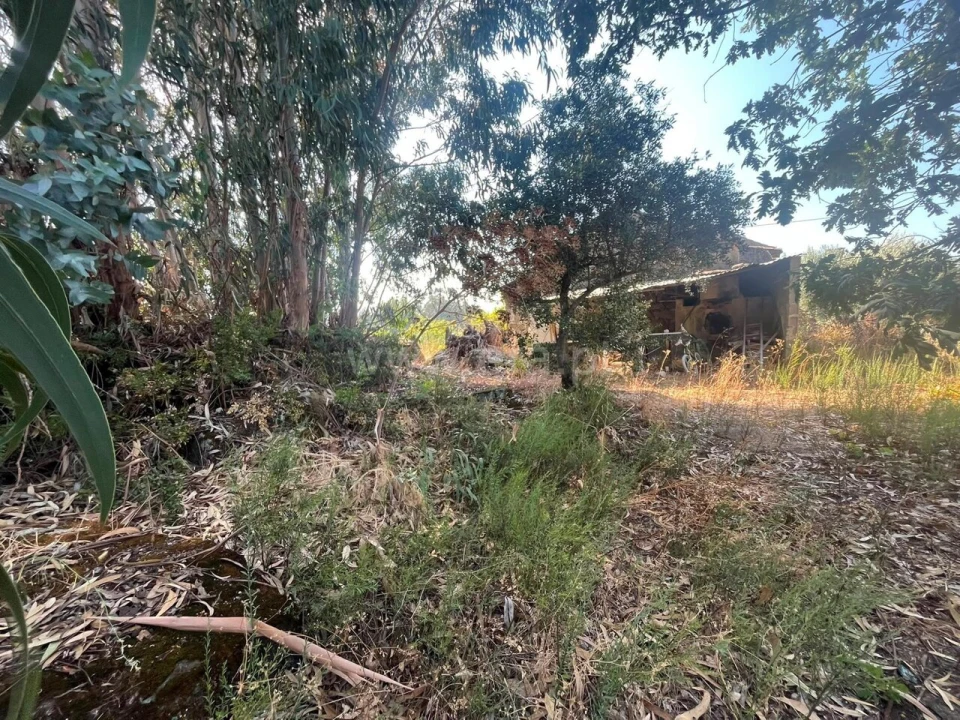 Terreno para Venda em Vale de Prazeres e Mata da Rainha Foto 13