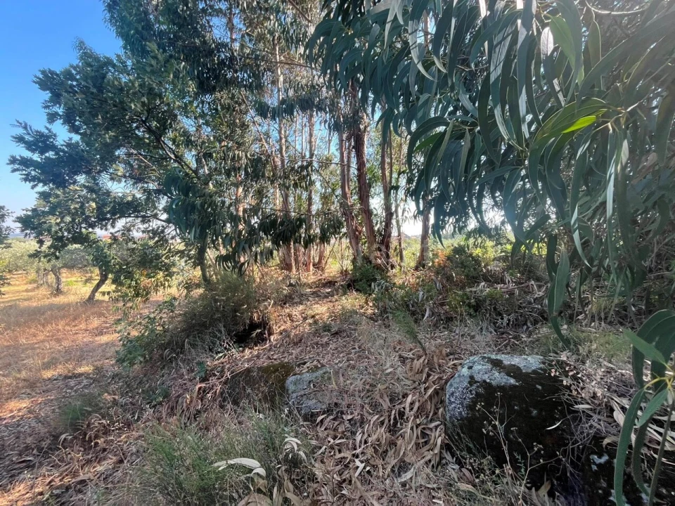 Terreno para Venda em Vale de Prazeres e Mata da Rainha Foto 14