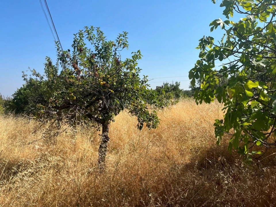 Terreno para Venda em Vale de Prazeres e Mata da Rainha Foto 10