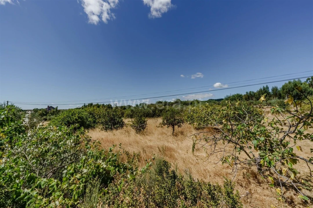 Terreno para Venda em Vale de Prazeres e Mata da Rainha Foto 13