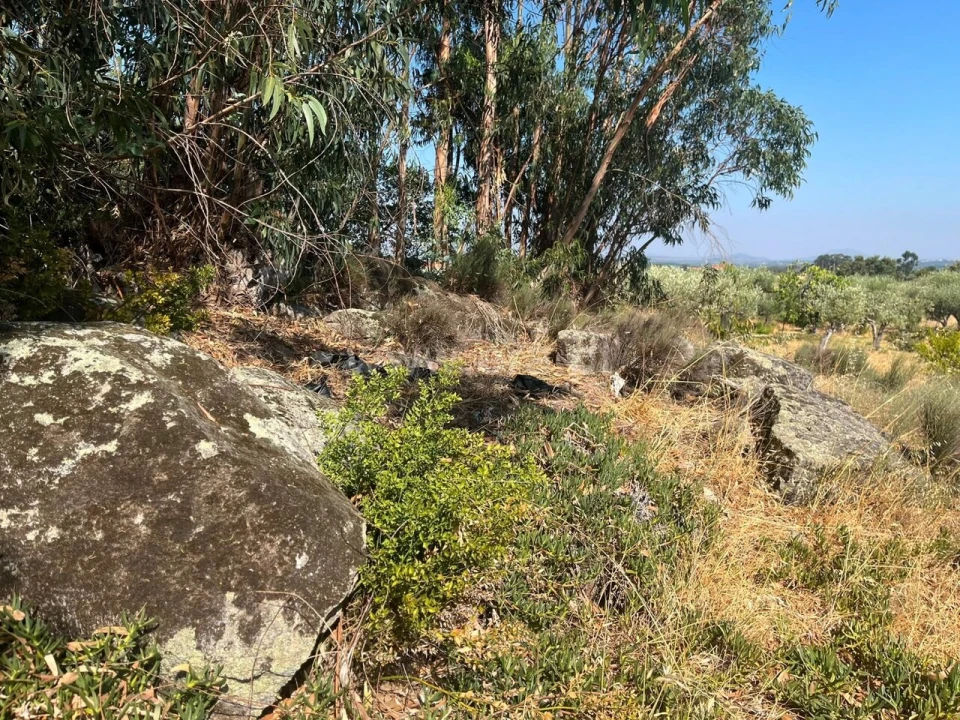 Terreno para Venda em Vale de Prazeres e Mata da Rainha Foto 7