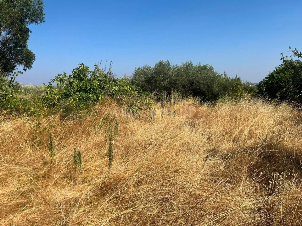 Terreno para Venda em Vale de Prazeres e Mata da Rainha Foto 5