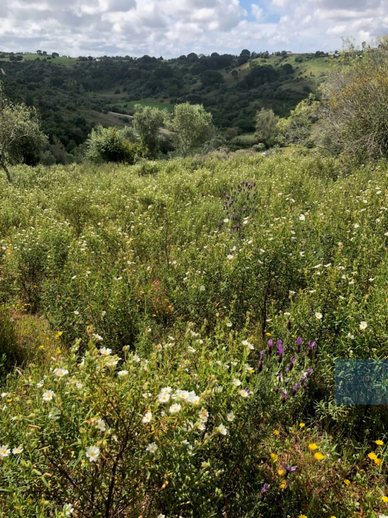 Terreno para Venda em São Francisco da Serra Foto 11