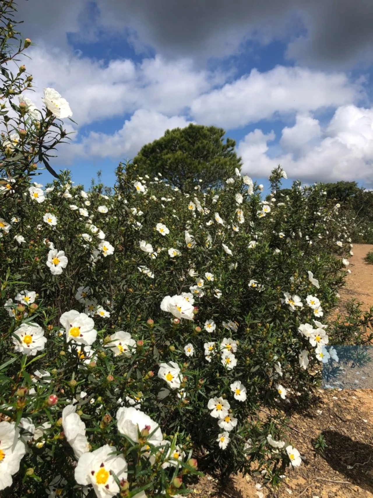 Terreno para Venda em São Francisco da Serra Foto 13