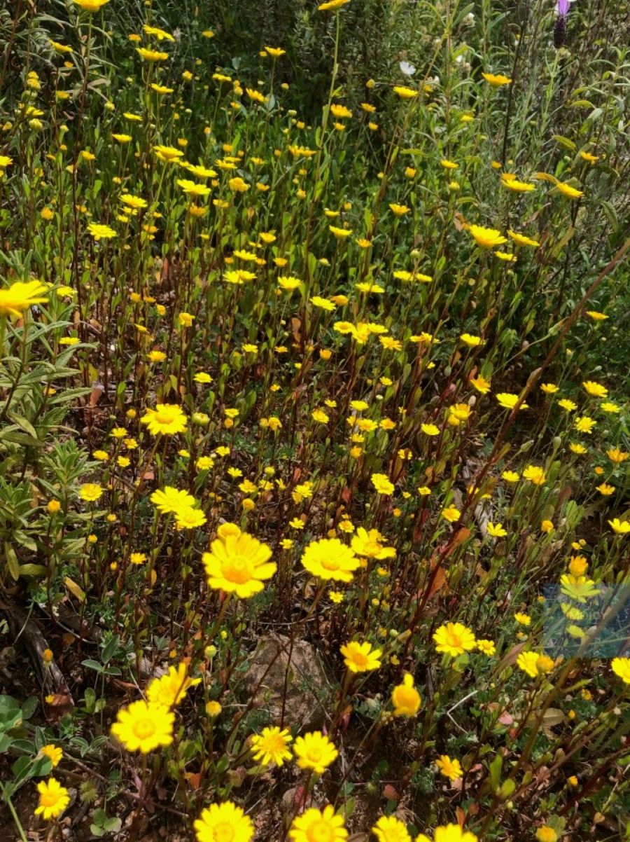 Terreno para Venda em São Francisco da Serra Foto 14