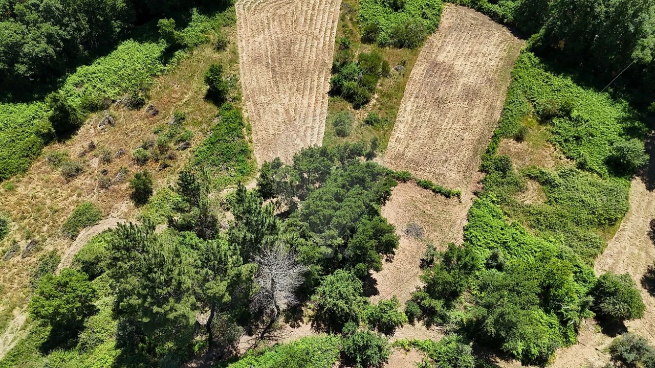 Terreno para Venda em Janeiro de Cima e Bogas de Baixo Foto 6