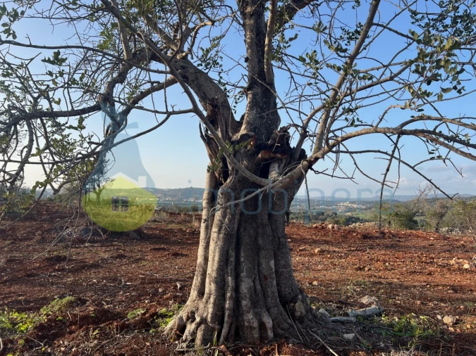 Terreno para Venda em Paderne Foto 11