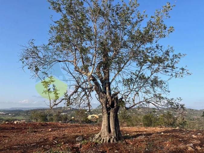 Terreno para Venda em Paderne Foto 13