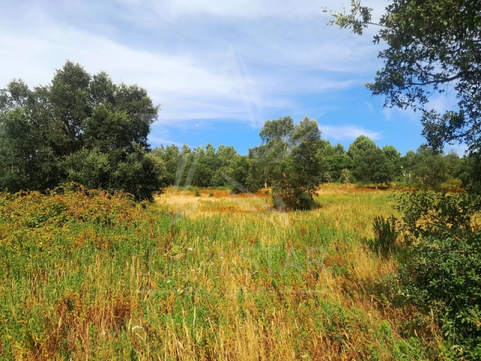 Terreno para Venda em Bombarral e Vale Covo Foto 1