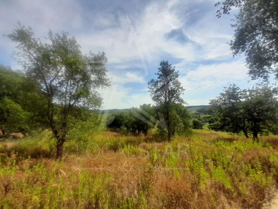 Terreno para Venda em Bombarral e Vale Covo Foto 6