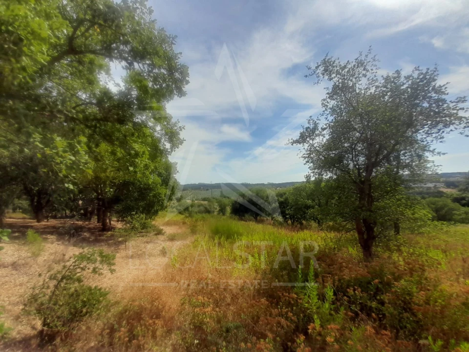 Terreno para Venda em Bombarral e Vale Covo Foto 21