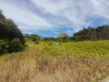 Terreno para Venda em Bombarral e Vale Covo