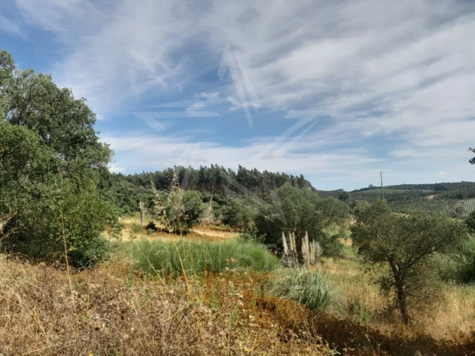 Terreno para Venda em Bombarral e Vale Covo Foto 7
