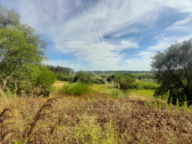Terreno para Venda em Bombarral e Vale Covo Foto 10