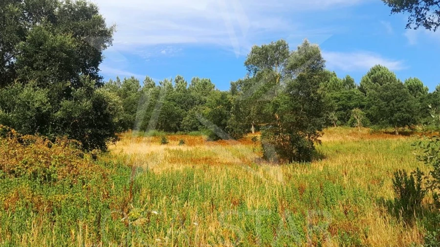 Terreno para Venda em Bombarral e Vale Covo