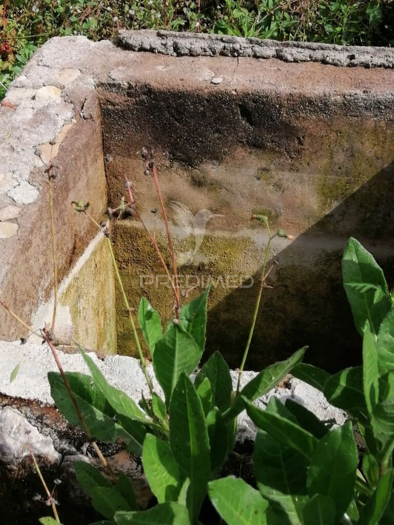 Terreno para Venda em Igreja Nova e Cheleiros Foto 4