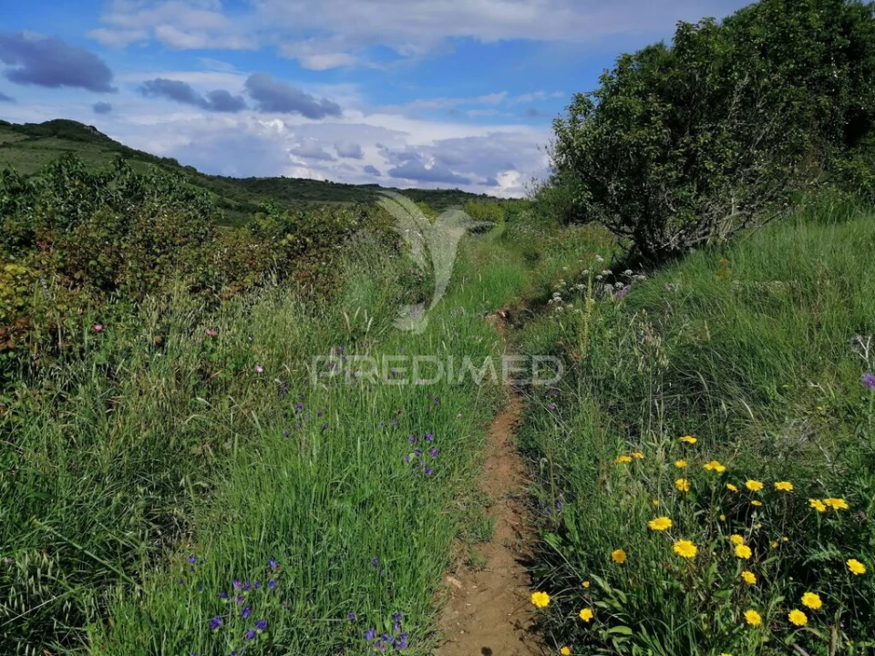 Terreno para Venda em Igreja Nova e Cheleiros Foto 11