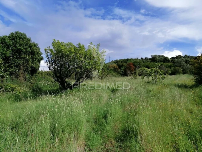 Terreno para Venda em Igreja Nova e Cheleiros Foto 10