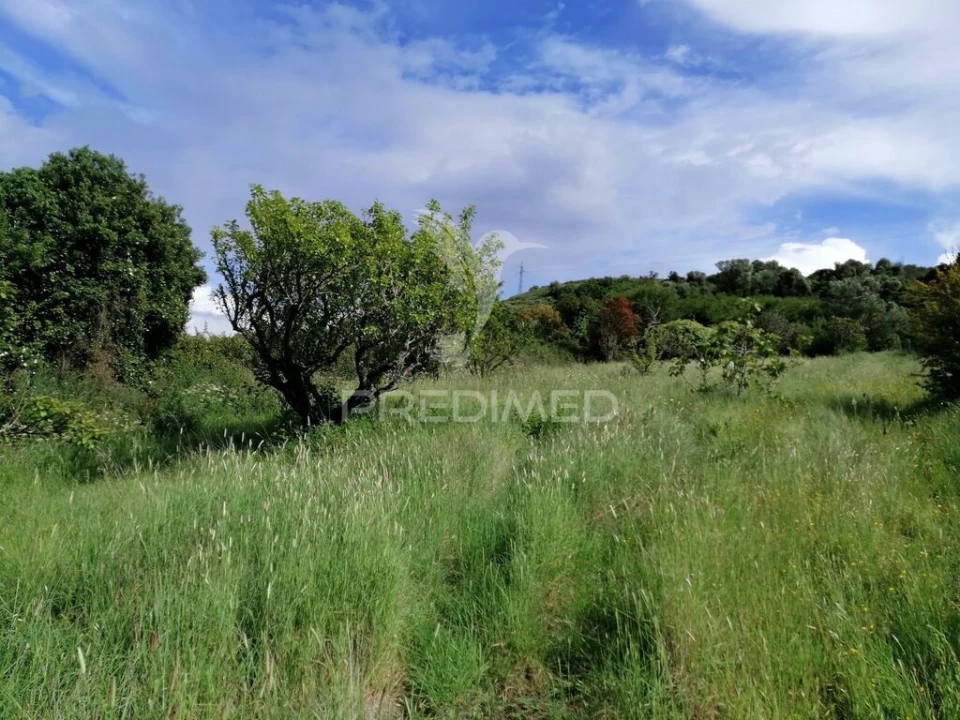 Terreno para Venda em Igreja Nova e Cheleiros Foto 10