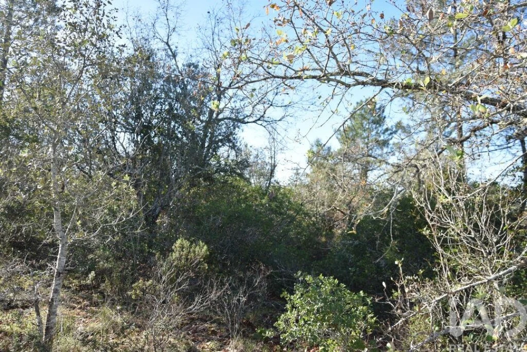Terreno para Venda em Freixianda, Ribeira do Fárrio e Formigais Foto 16