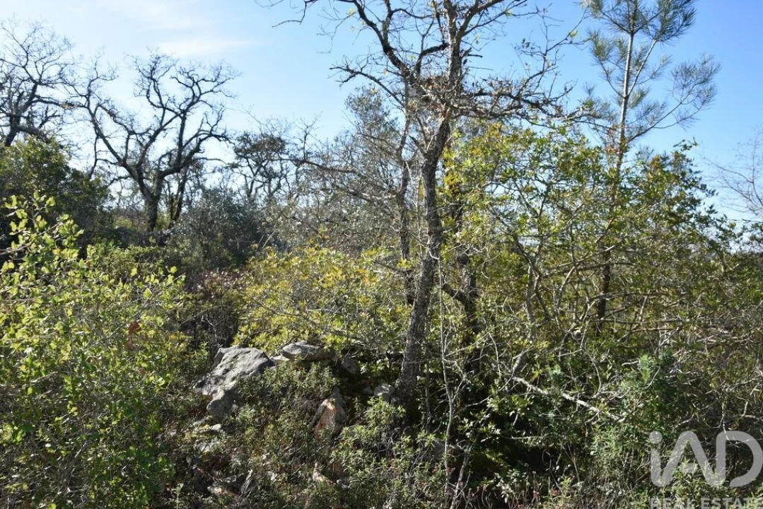 Terreno para Venda em Freixianda, Ribeira do Fárrio e Formigais Foto 21