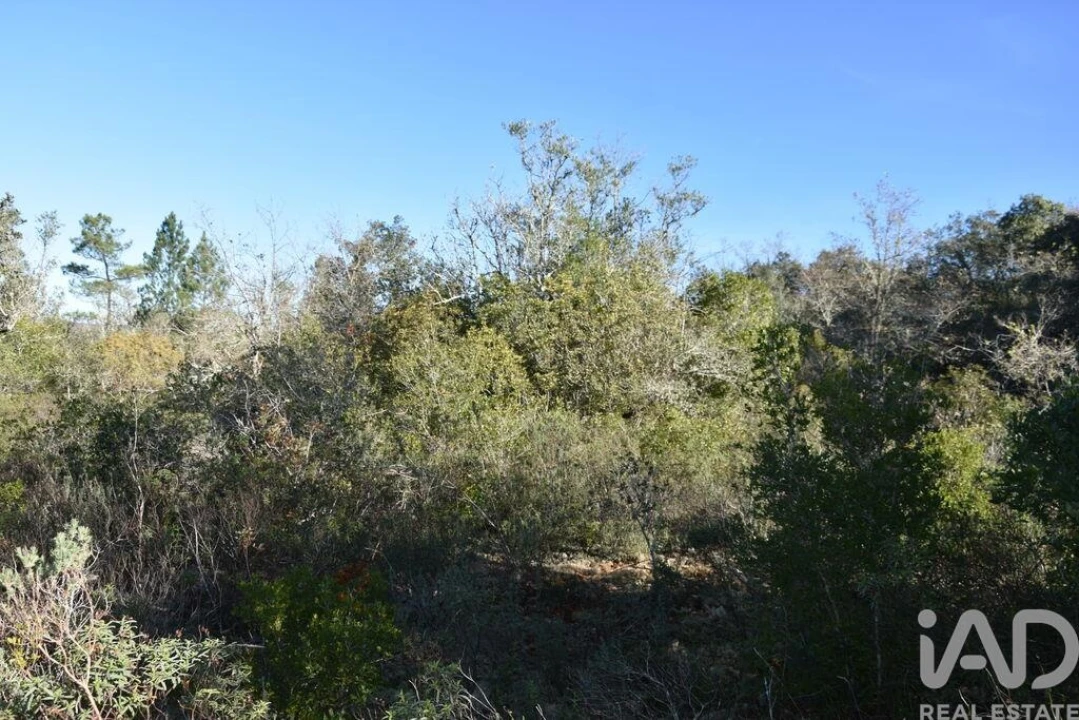 Terreno para Venda em Freixianda, Ribeira do Fárrio e Formigais Foto 12