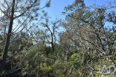 Terreno para Venda em Freixianda, Ribeira do Fárrio e Formigais
