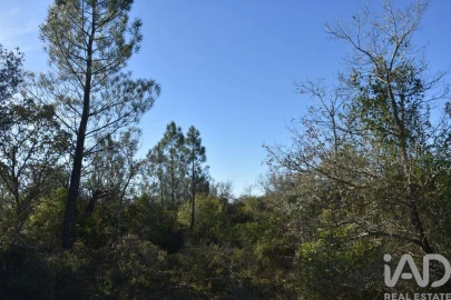 Terreno para Venda em Freixianda, Ribeira do Fárrio e Formigais