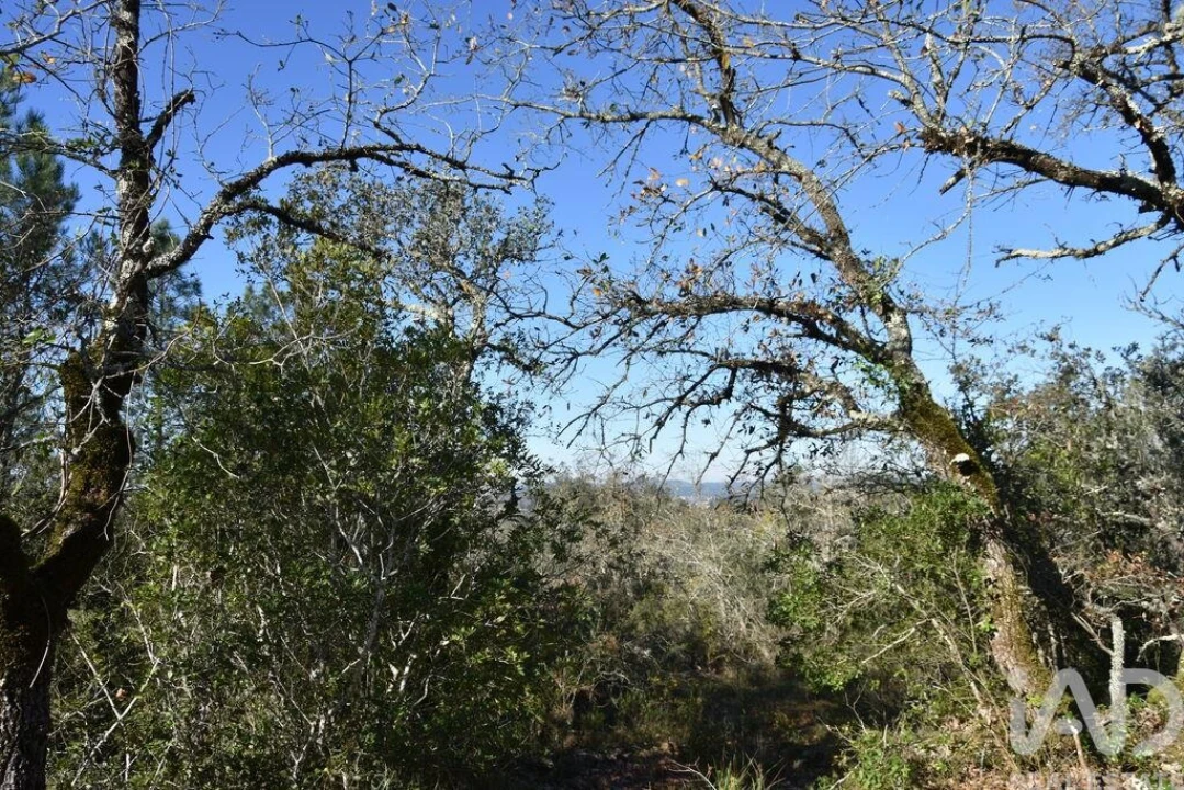 Terreno para Venda em Freixianda, Ribeira do Fárrio e Formigais Foto 36