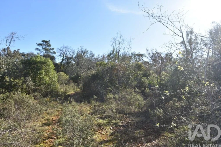 Terreno para Venda em Freixianda, Ribeira do Fárrio e Formigais Foto 34
