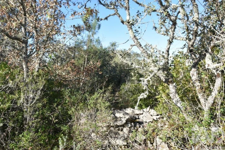 Terreno para Venda em Freixianda, Ribeira do Fárrio e Formigais Foto 15