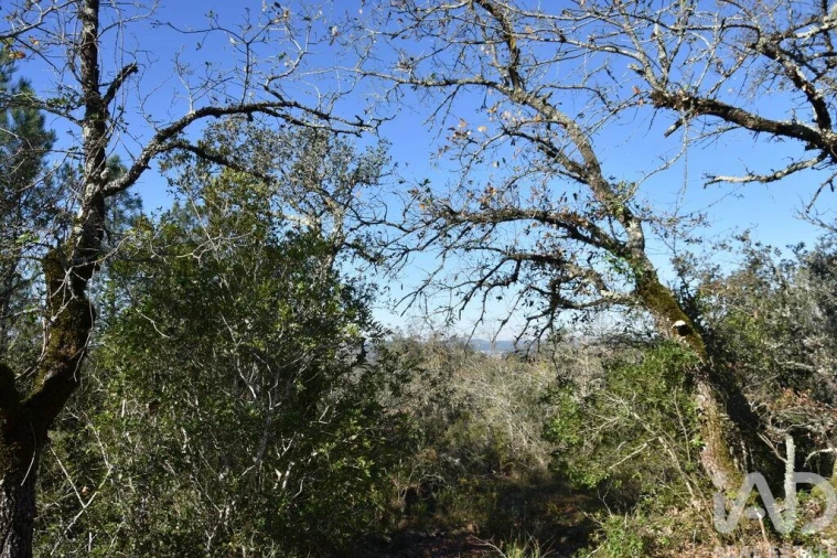 Terreno para Venda em Freixianda, Ribeira do Fárrio e Formigais Foto 36