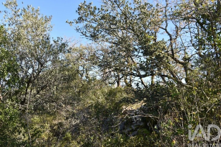 Terreno para Venda em Freixianda, Ribeira do Fárrio e Formigais Foto 35