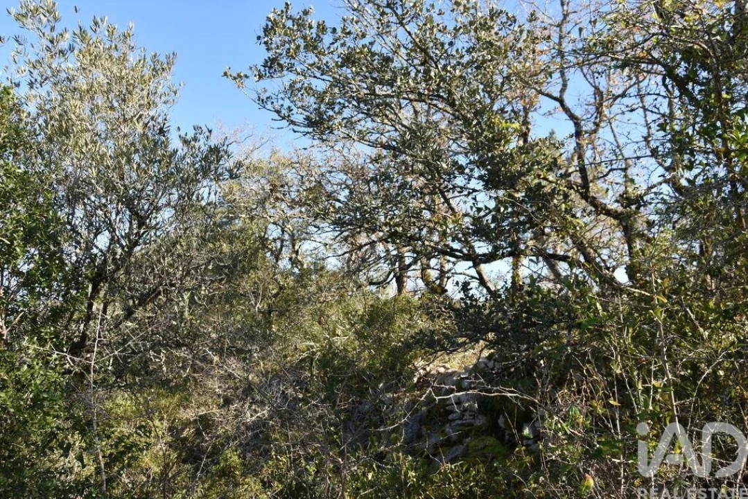 Terreno para Venda em Freixianda, Ribeira do Fárrio e Formigais Foto 35