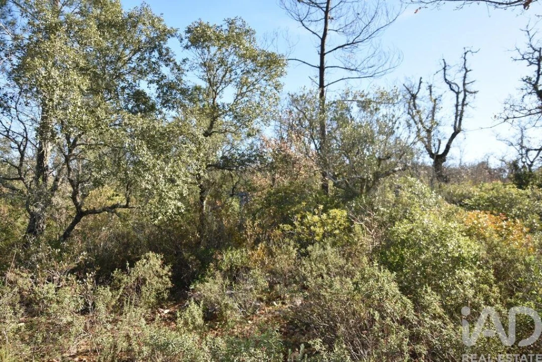 Terreno para Venda em Freixianda, Ribeira do Fárrio e Formigais Foto 20