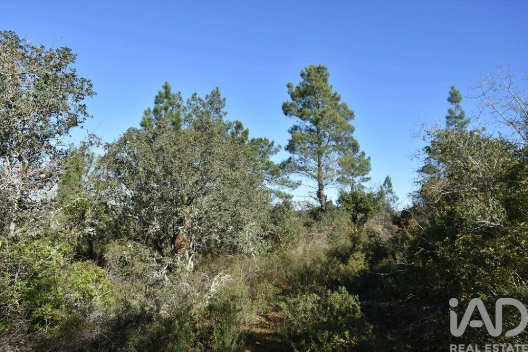 Terreno para Venda em Freixianda, Ribeira do Fárrio e Formigais Foto 33