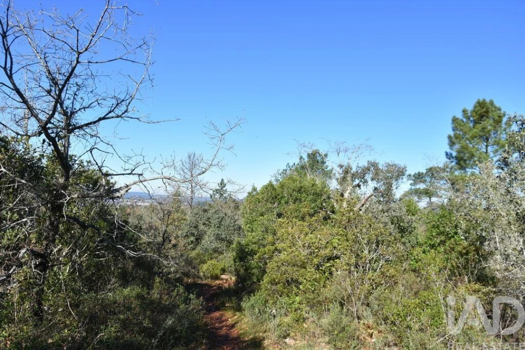 Terreno para Venda em Freixianda, Ribeira do Fárrio e Formigais Foto 13