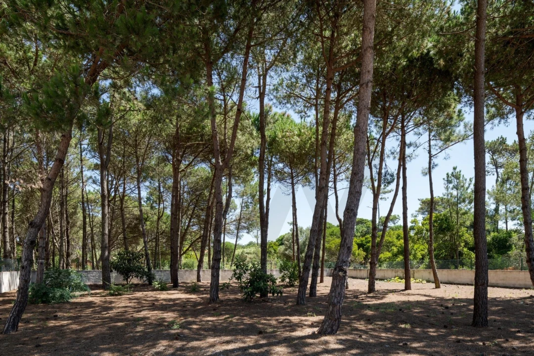 Terreno para Venda em Santa Maria e São Miguel, São Martinho, São Pedro Penaferrim Foto 8