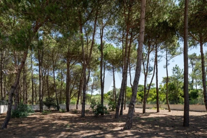 Terreno para Venda em Santa Maria e São Miguel, São Martinho, São Pedro Penaferrim