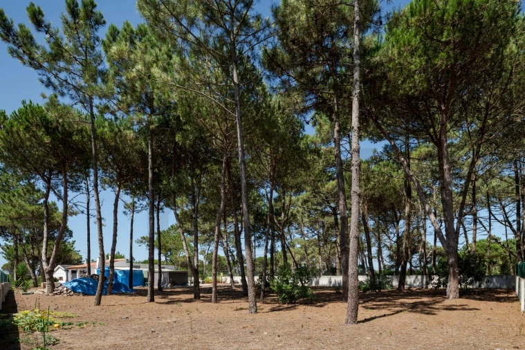 Terreno para Venda em Santa Maria e São Miguel, São Martinho, São Pedro Penaferrim Foto 10