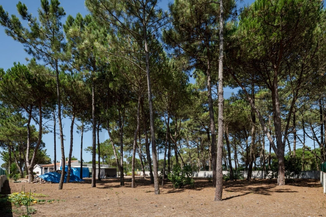 Terreno para Venda em Santa Maria e São Miguel, São Martinho, São Pedro Penaferrim Foto 10