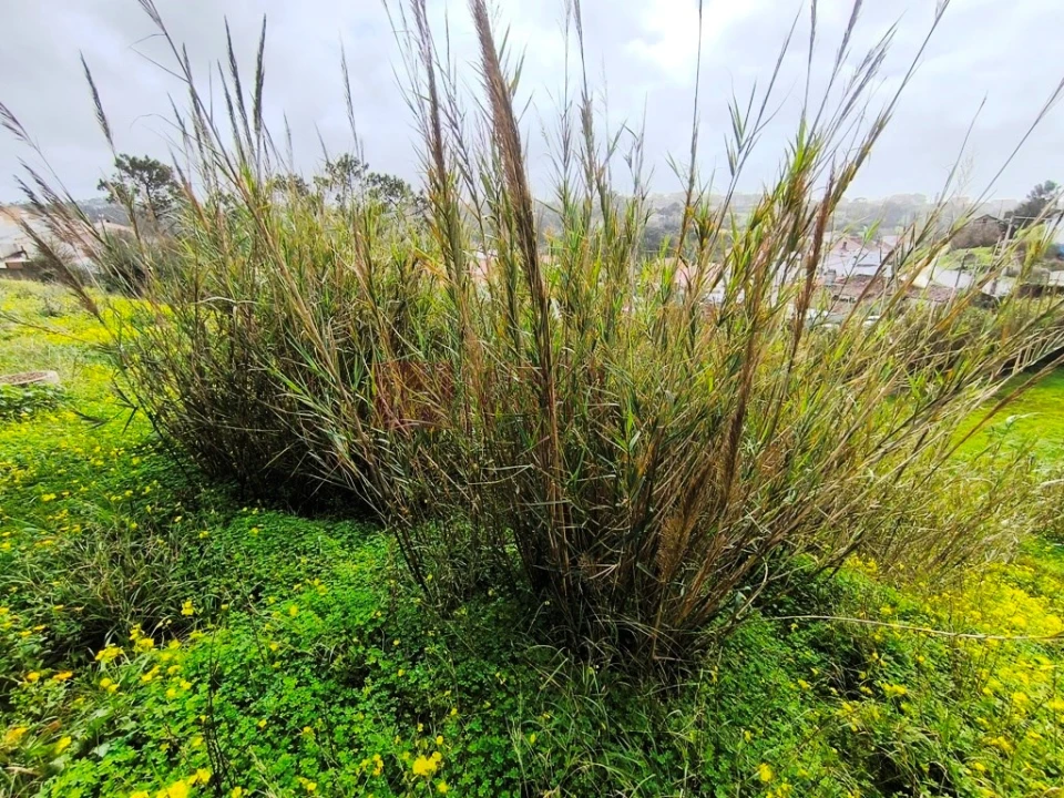 Terreno para Venda em Ericeira Foto 10