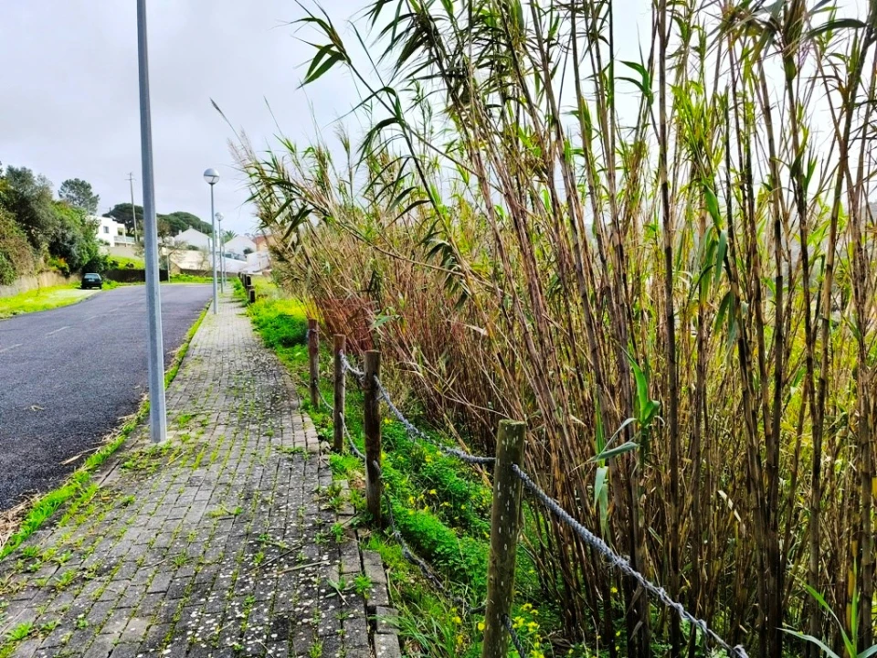 Terreno para Venda em Ericeira Foto 14