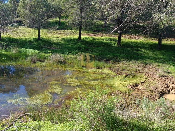 Quinta T3 para Venda em Castro Marim Foto 12